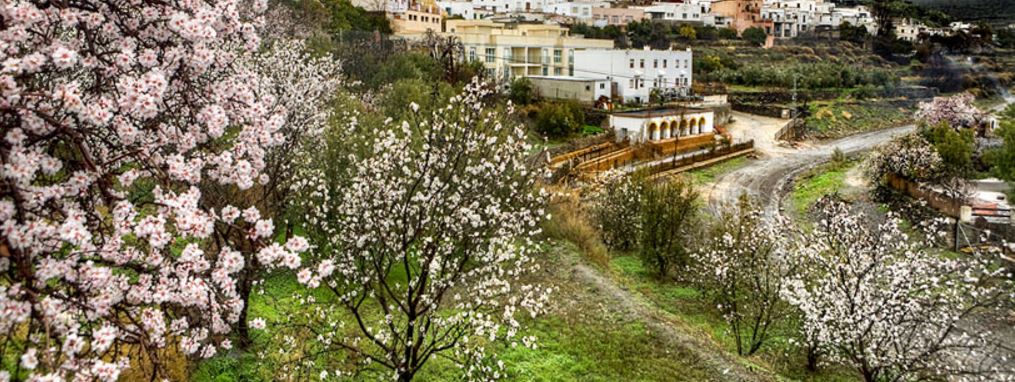La flor de almendra convierte a Mallorca en un jardín que florece